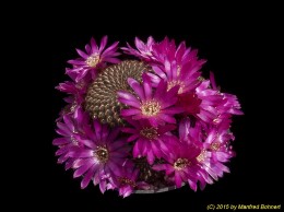 Sulcorebutia tiraquensis v. totorensis HS151a 2105